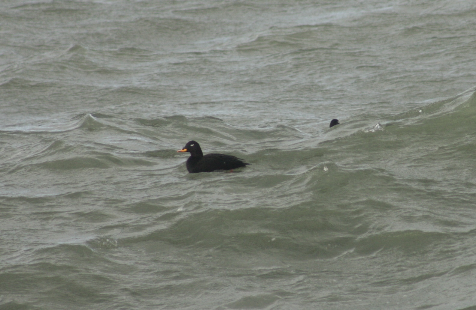 Velvet Scoter (Melanitta fusca), photo 2