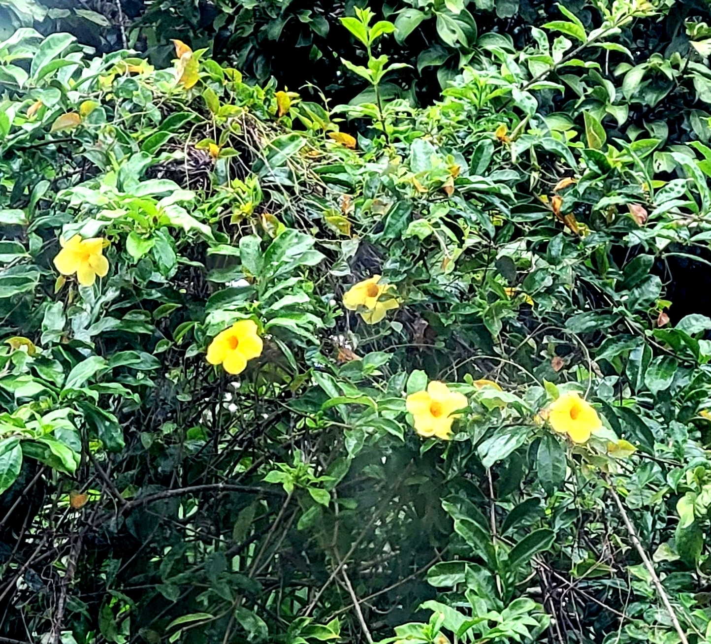 Huỳnh anh (Allamanda cathartica)