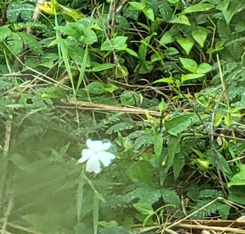 Thunbergia fragrans observed 2026-01-03