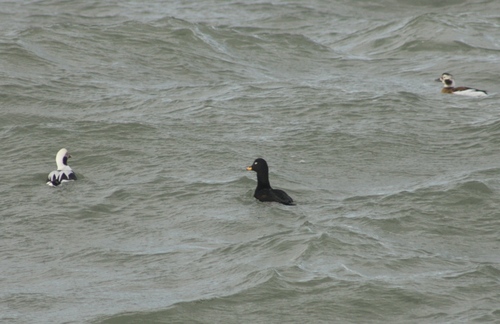 Velvet Scoter (Melanitta fusca), photo 2