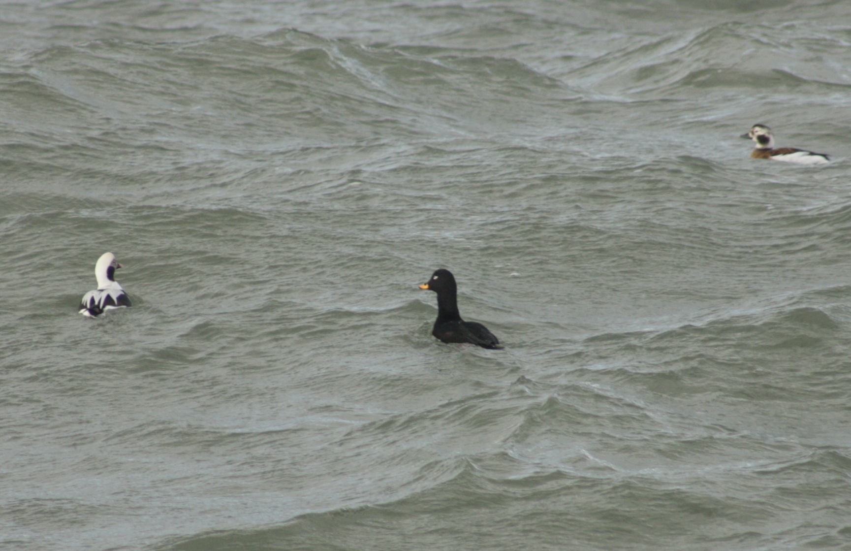 Velvet Scoter (Melanitta fusca), photo 3
