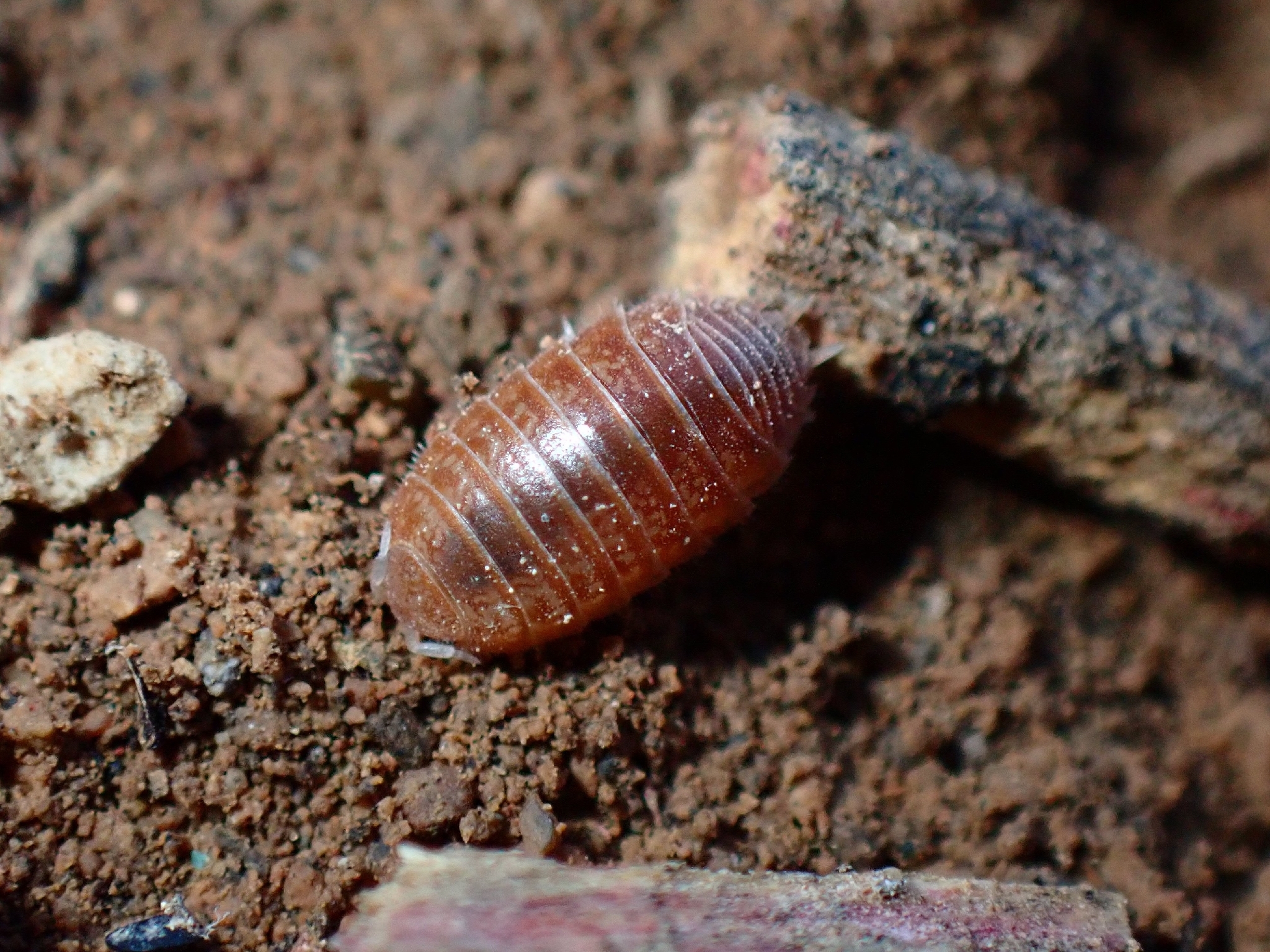 Leptotrichus panzerii