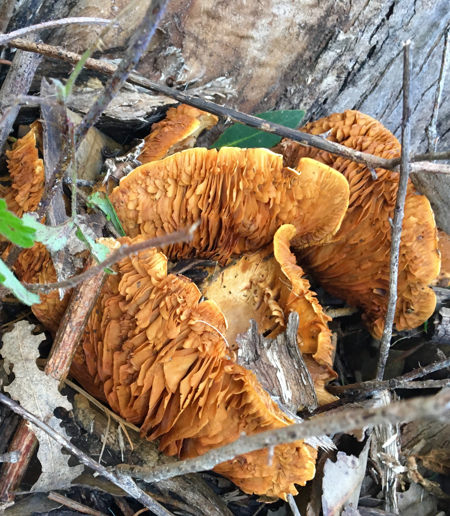 Gymnopilus ventricosus image