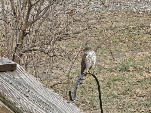 Sharp-shinned Hawk (Accipiter striatus), photo 3
