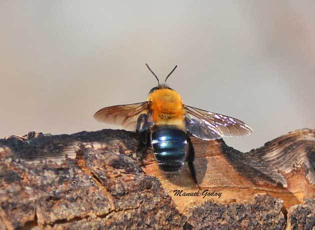 Willinkapis