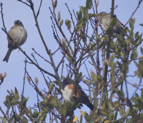 Spotted Towhee (Pipilo maculatus)