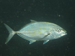 Flavocaranx bajad