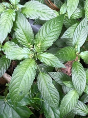 Mercurialis leiocarpa