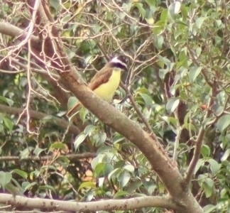 Great Kiskadee (Pitangus sulphuratus), photo 9