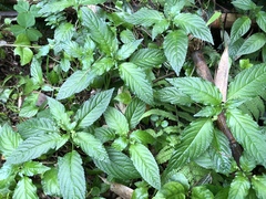 Mercurialis leiocarpa