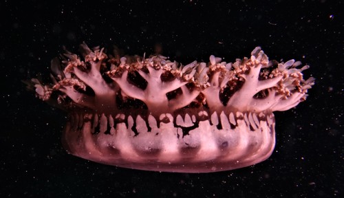 Mangrove Upsidedown Jelly, photo 9 of 9