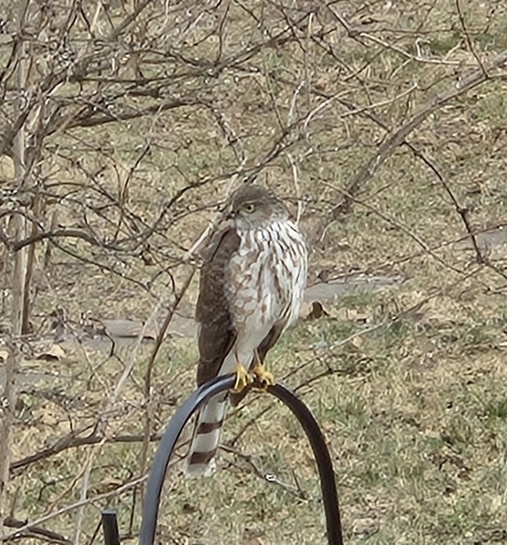 Sharp-shinned Hawk (Accipiter striatus), photo 2
