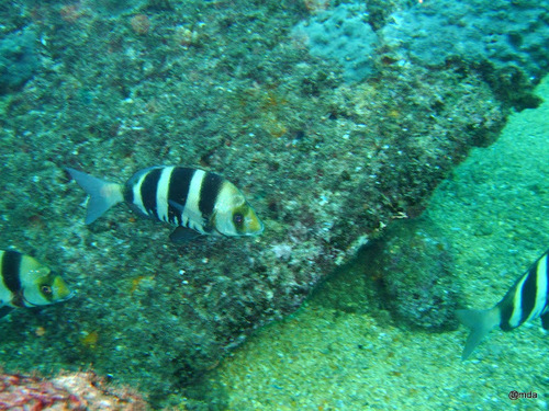 Oman seabream (Diplodus omanensis) — Sparidae