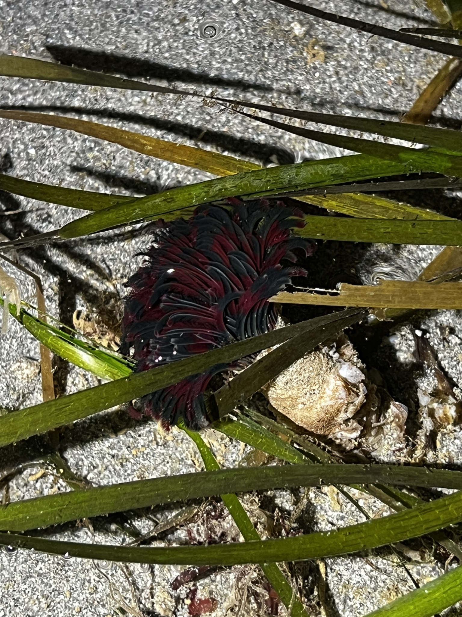 Eudistylia vancouveri (Kinberg, 1866)