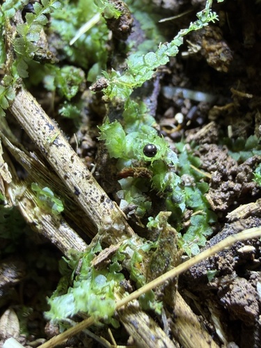 Lophocolea autoica observed 2026-01-03