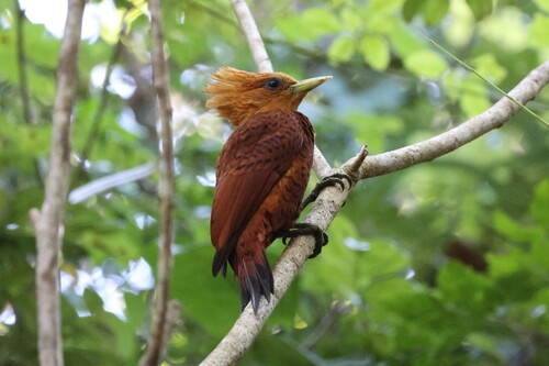 Chestnut-colored Woodpecker (Celeus castaneus)