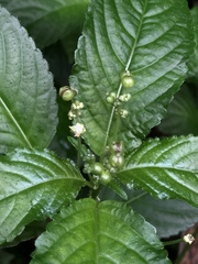 Mercurialis leiocarpa