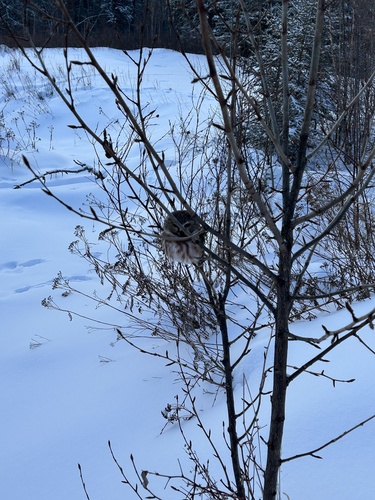 Northern Saw-whet Owl (Aegolius acadicus), photo 3