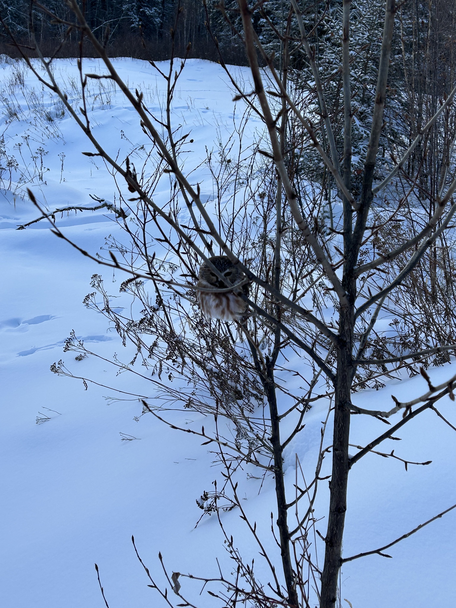 Northern Saw-whet Owl (Aegolius acadicus), photo 3