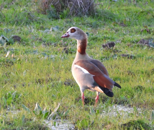 Egyptian Goose (Alopochen aegyptiaca), photo 4