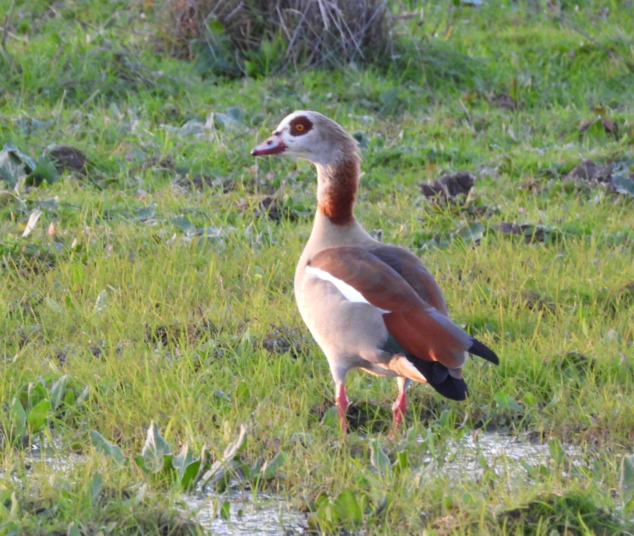 Egyptian Goose (Alopochen aegyptiaca), photo 4