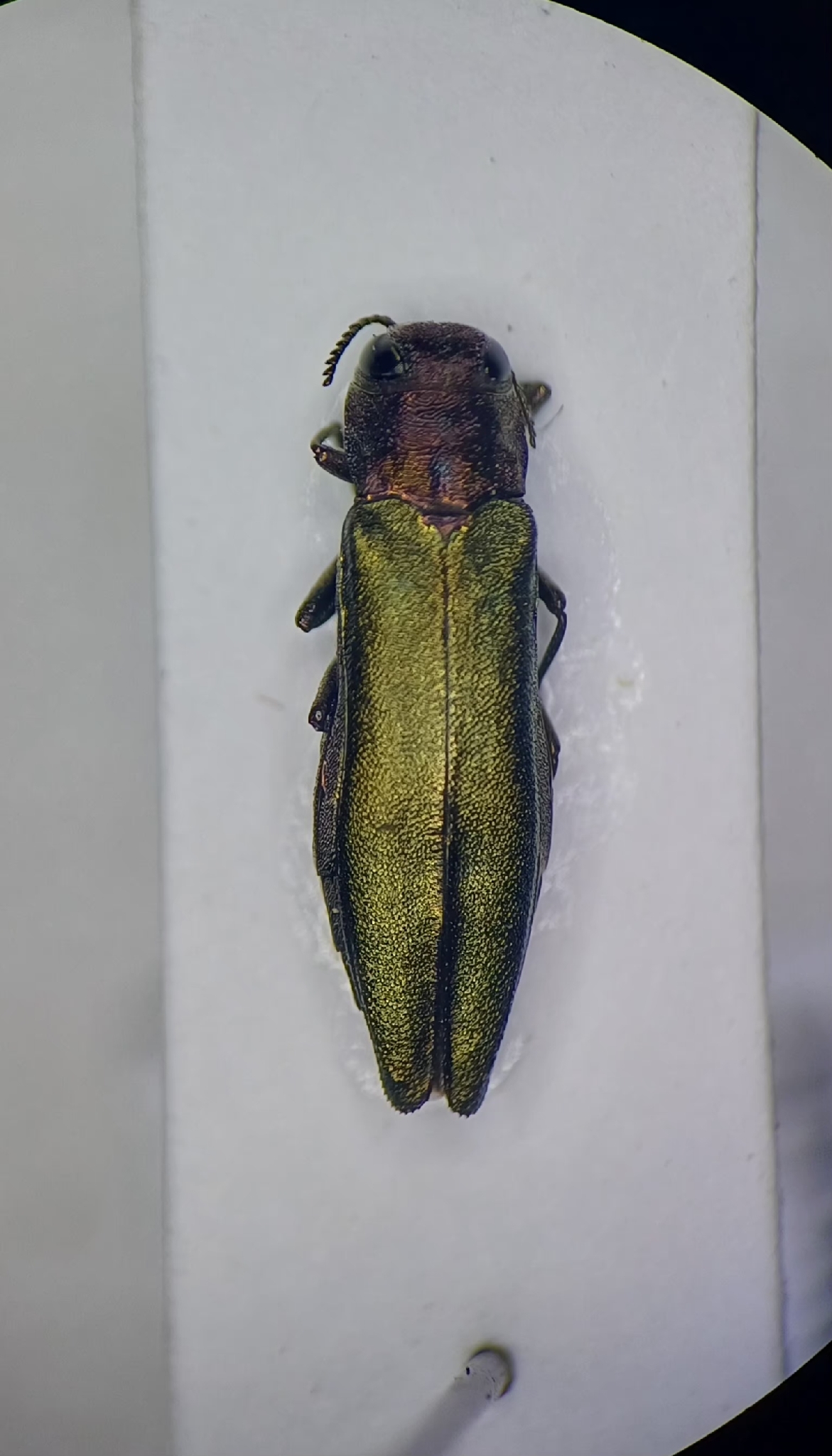 Agrilus viridis