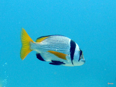 Acanthopagrus catenula