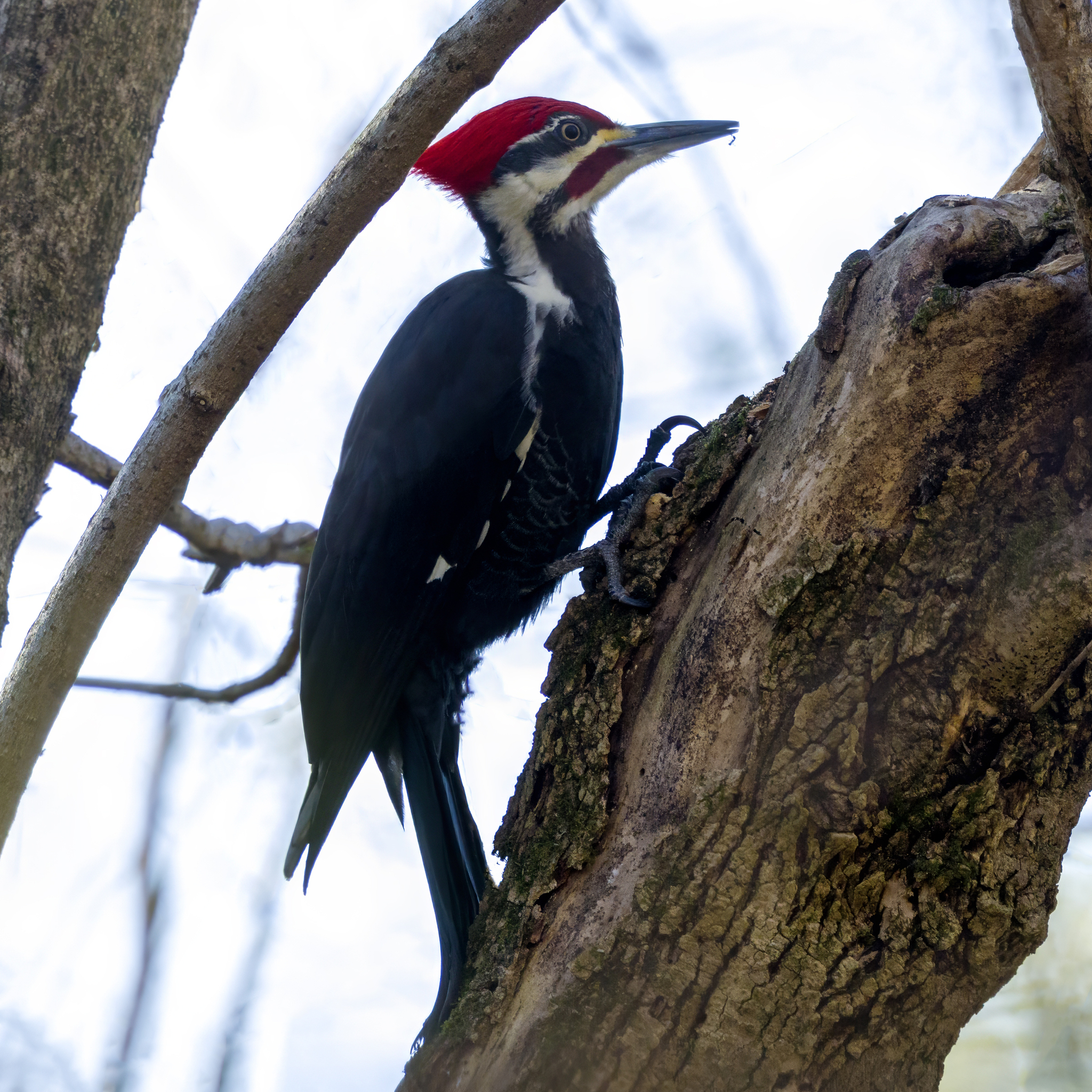 Pileated Woodpecker (Dryocopus pileatus), photo 9