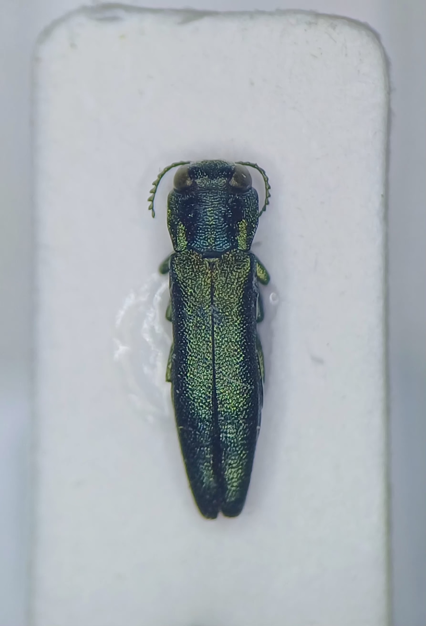 Agrilus angustulus