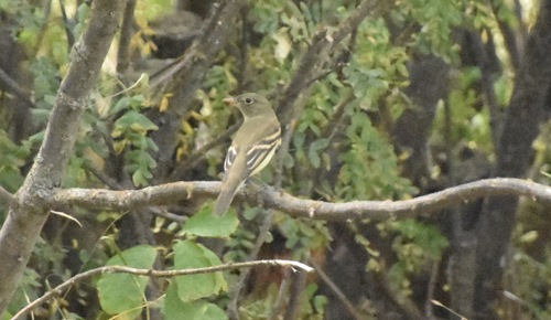 Alder Flycatcher
