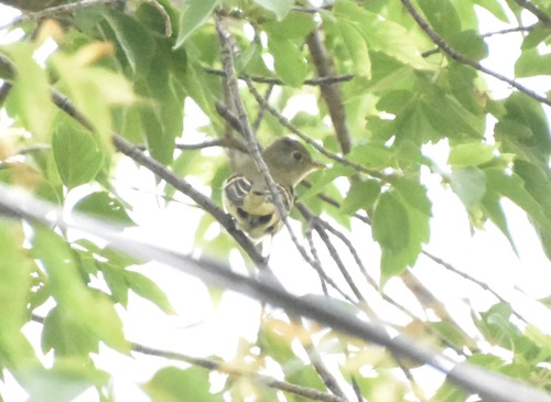 Yellow-bellied Flycatcher