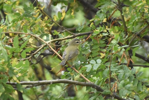 Philadelphia Vireo