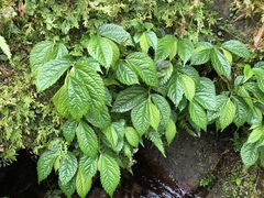 Elatostema rivulare