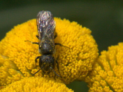 Large-headed Armoured-Resin bee, Schinveld, Nederland, photo 6 of 10