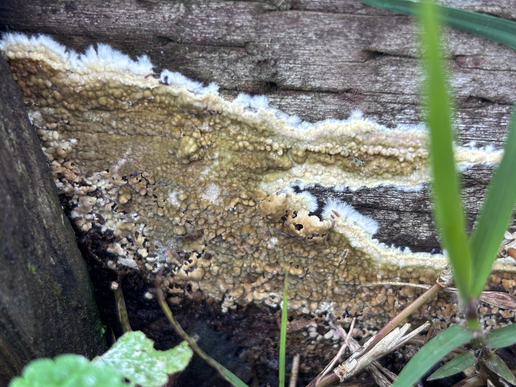 Coniophora olivacea