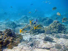 Lutjanus ehrenbergii