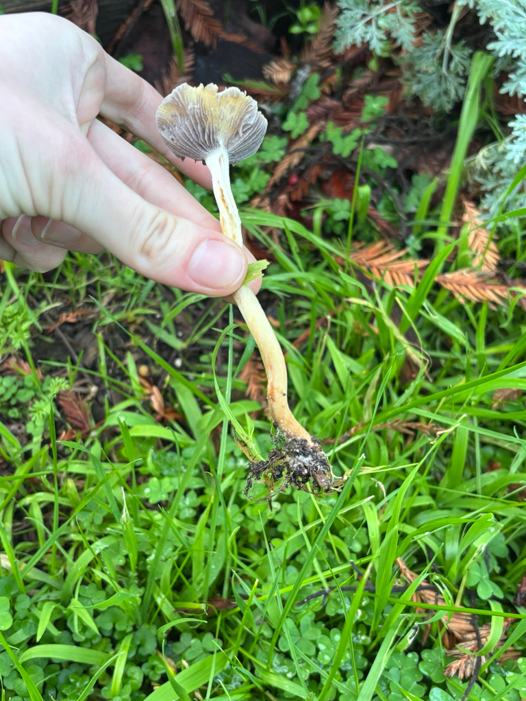 Leratiomyces percevalii · January 2026 · photo: © reago (iNaturalist, cc-by)