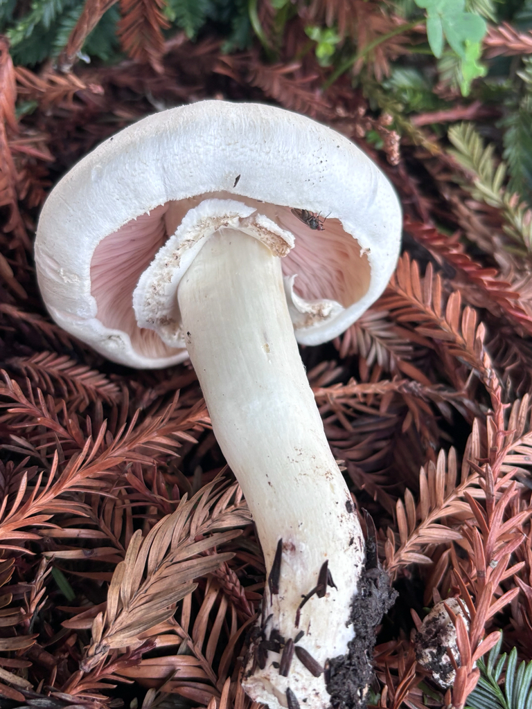 Agaricus californicus · January 2026 · photo: © reago (iNaturalist, cc-by)