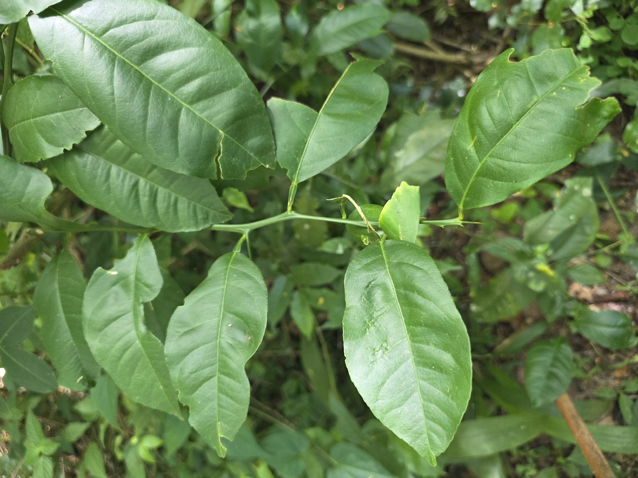 Rough lemon