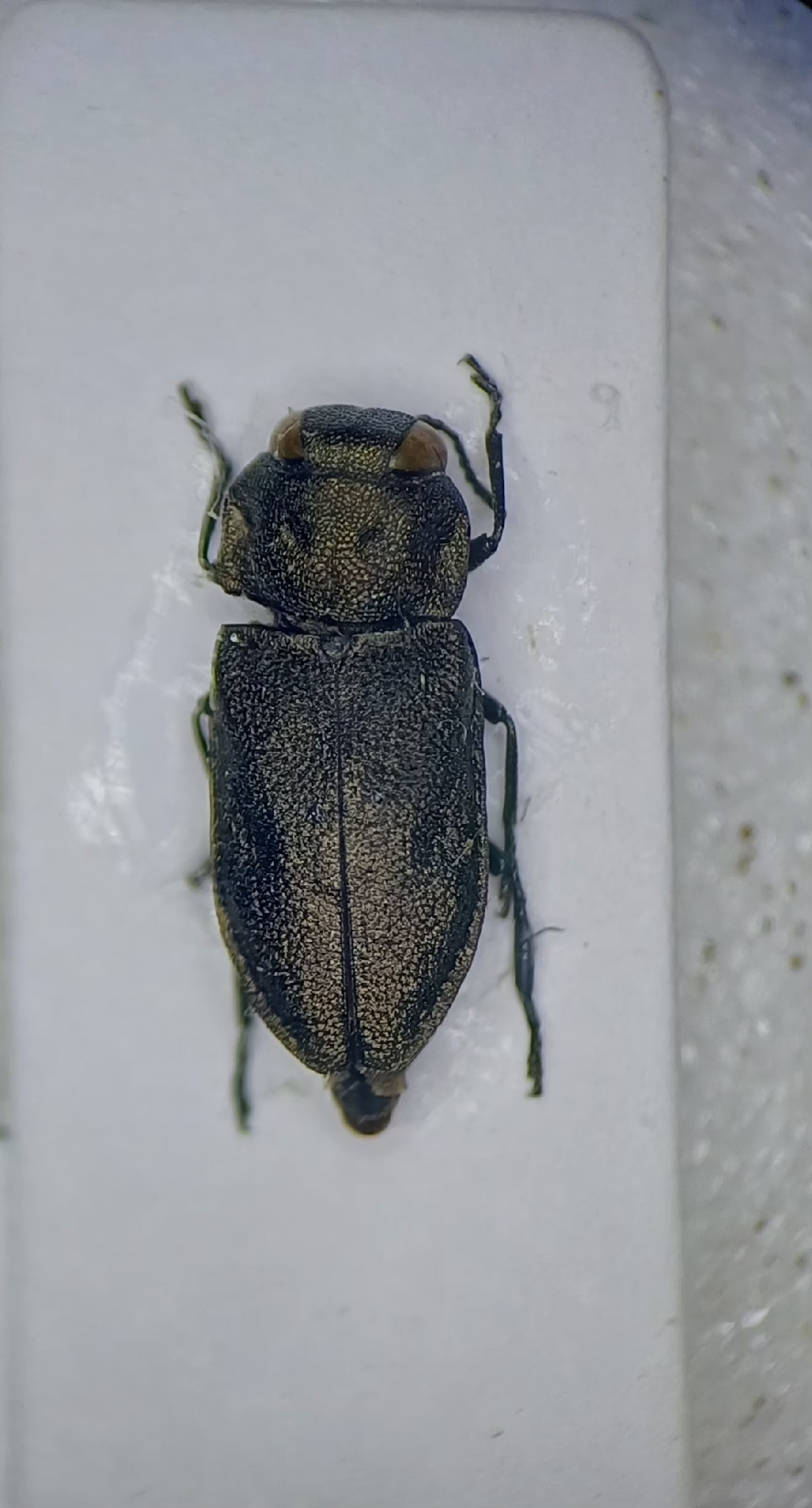 Anthaxia quadripunctata