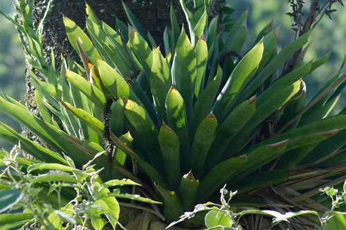 Another photo of Vriesea