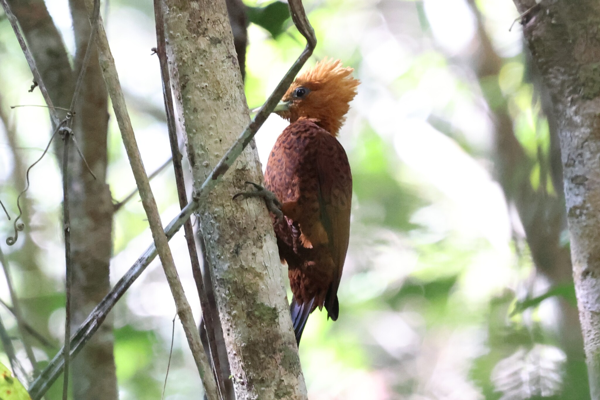Chestnut-colored Woodpecker (Celeus castaneus), photo 2