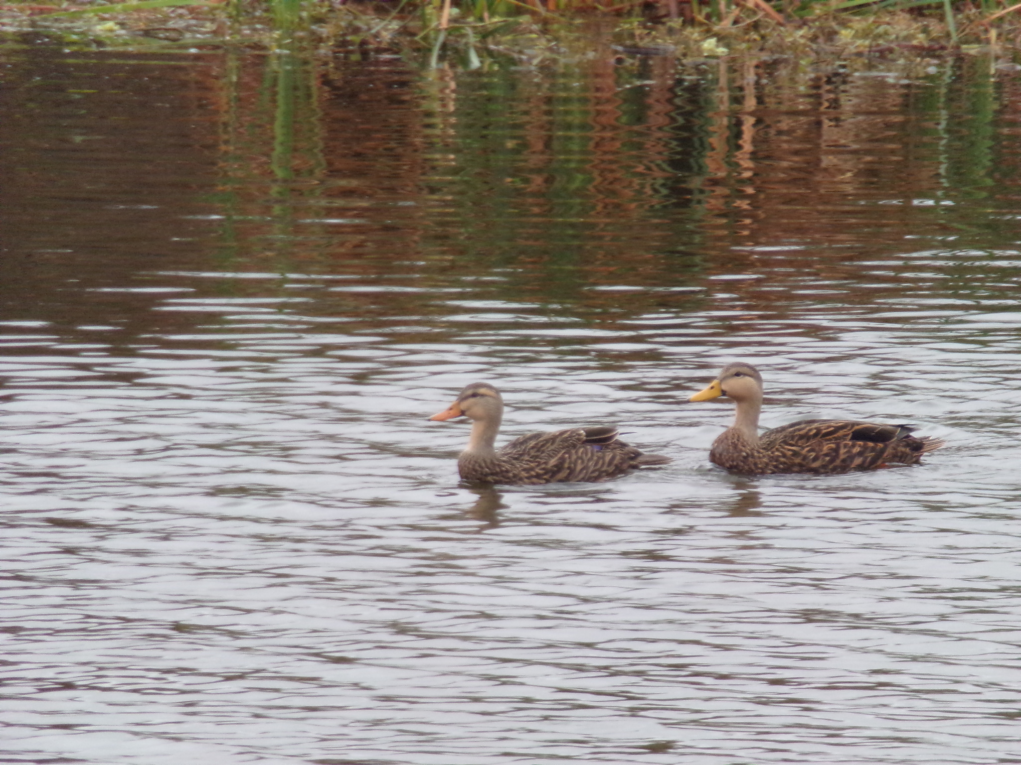 Mottled Duck in Sarasota, FL - Slide 6
