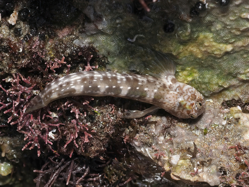 Notchfin blenny (Entomacrodus chiostictus) — Blenniidae