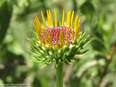 Grindelia pulchella