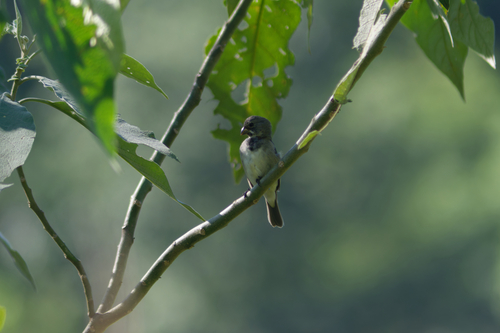 Double-collared Seedeater (Sporophila caerulescens)