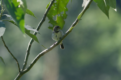 Double-collared Seedeater (Sporophila caerulescens), photo 2