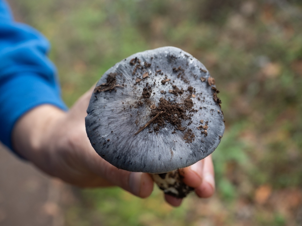 Entoloma medianox · November 2025 · photo: © eekim (iNaturalist, cc0)