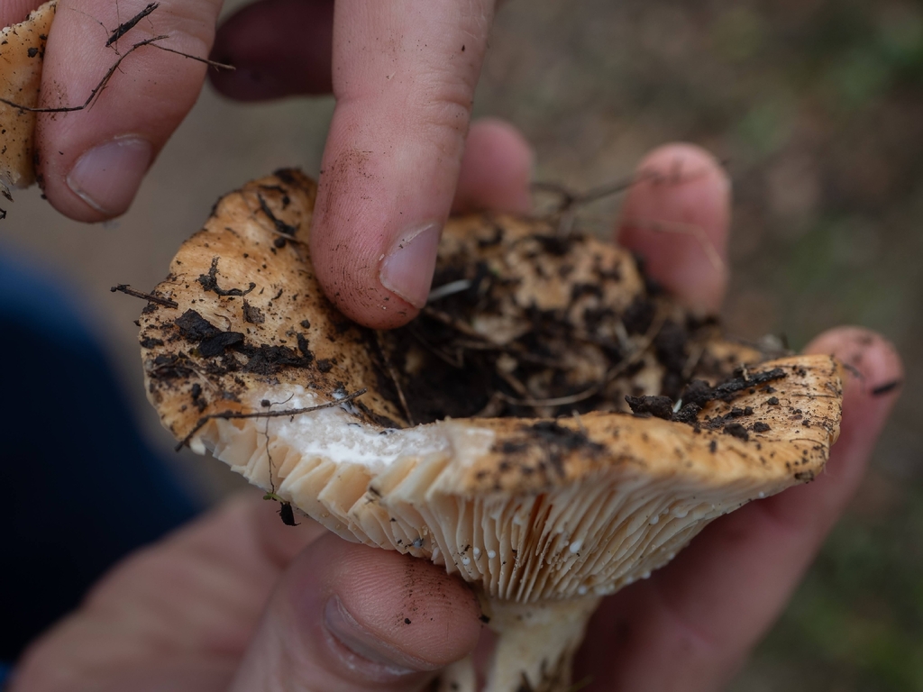 Lactarius alnicola · November 2025 · photo: © eekim (iNaturalist, cc0)