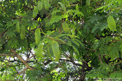 Senegalia bonariensis